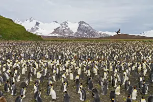 Salisbury Prints: King penguins breed and nest in large numbers at Salisbury Plains in South Georgia during the breeding season
