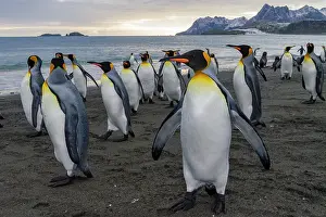 Salisbury Prints: King penguins in breeding and nesting colony on Salisbury Plains with ocean and mountains in South Georgia