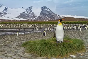 Salisbury Prints: King penguins breeding and nesting at Salisbury Plains in South Georgia during the summer season