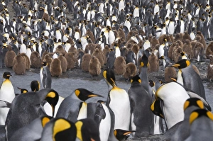 King penguins with brown feathered chicks, St. Andrews Bay, South Georgia, South Atlantic King penguins with brown feathered chicks, St. Andrews Bay, South Georgia, South Atlantic
