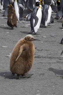 Images Dated 27th February 2009: King penguins with brown feathered chicks, St. Andrews Bay, South Georgia, South Atlantic