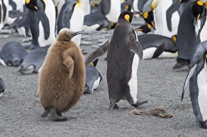 Images Dated 27th February 2009: King penguins with brown feathered chicks, St. Andrews Bay, South Georgia, South Atlantic