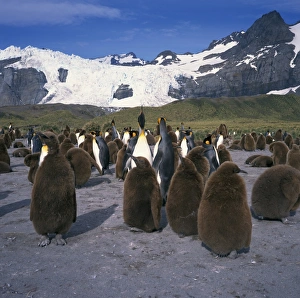 Colonies Prints: King penguins and chicks
