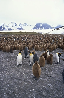 Chicks Prints: King penguins and chicks, South Georgia, South Atlantic, Polar Regions