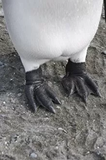 King penguins feet, St. Andrews Bay, South Georgia, South Atlantic