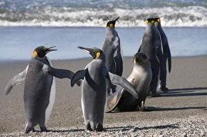 Images Dated 26th February 2009: King penguins and fur seal, Moltke Harbour, Royal Bay, South Georgia, South Atlantic