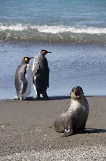 Images Dated 26th February 2009: King penguins and fur seal, Moltke Harbour, Royal Bay, South Georgia, South Atlantic