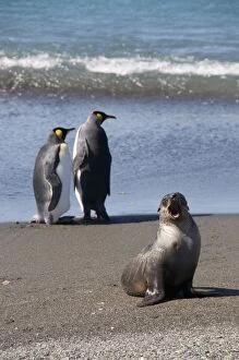 King penguins and fur seal, Moltke Harbour, Royal Bay, South Georgia, South Atlantic