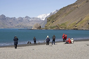 King penguins and fur seals, Moltke Harbour, Royal Bay, South Georgia, South Atlantic King penguins and fur seals, Moltke Harbour, Royal Bay, South Georgia, South Atlantic