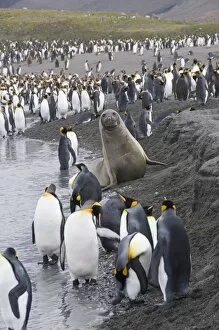 King penguins and fur seals, St. Andrews Bay, South Georgia, South Atlantic