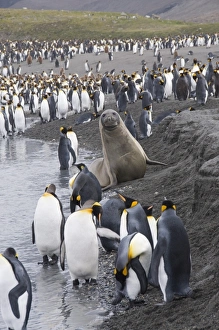 Images Dated 27th February 2009: King penguins and fur seals, St. Andrews Bay, South Georgia, South Atlantic