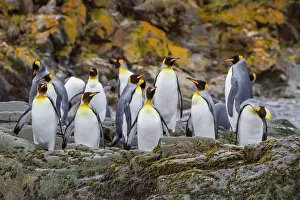 Georgia Prints: King penguins gather in breeding colony at Fortuna Bay in South Georgia Island during nesting season