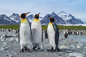 Loss Prints: King penguins gather in breeding colony at Salisbury Plains during nesting season in South Georgia
