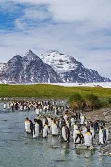 Salisbury Prints: King penguins gather in a breeding