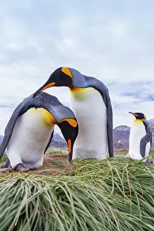 Mountainous Prints: King penguins gather and create nests at breeding colony in South Georgia during spring season