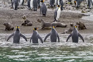 Shorebirds Prints: King penguins gather near shore while seals rest on beach at Fortuna Bay in South Georgia Island