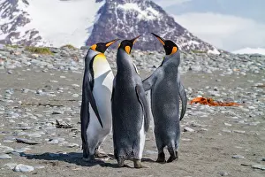 Georgia Prints: King penguins gather in a nesting colony during breeding season in South Georgia