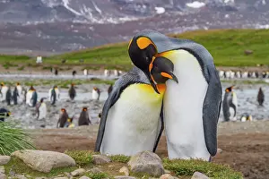 Georgia Prints: King penguins interact while nesting in a colony during breeding season in South Georgia