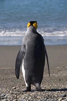 King penguins, Moltke Harbour, Royal Bay, South Georgia, South Atlantic King penguins, Moltke Harbour, Royal Bay, South Georgia, South Atlantic