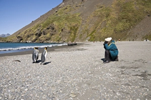 King penguins, South Georgia, South Atlantic, Polar Regions