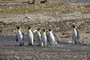 King penguins, South Georgia, South Atlantic, Polar Regions