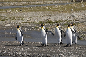 King penguins, South Georgia, South Atlantic, Polar Regions