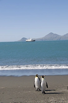 Images Dated 26th February 2009: King penguins, Moltke Harbour, Royal Bay, South Georgia, South Atlantic
