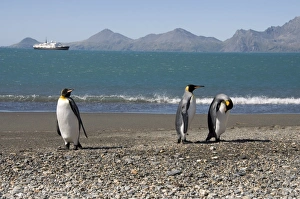 Images Dated 26th February 2009: King penguins, Moltke Harbour, Royal Bay, South Georgia, South Atlantic