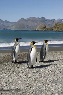 Images Dated 26th February 2009: King penguins, Moltke Harbour, Royal Bay, South Georgia, South Atlantic