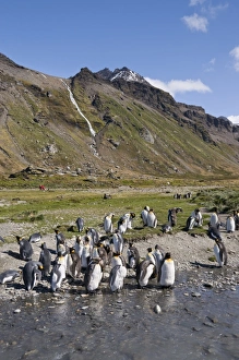 Images Dated 26th February 2009: King penguins, Moltke Harbour, Royal Bay, South Georgia, South Atlantic