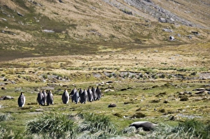 Images Dated 26th February 2009: King penguins, Moltke Harbour, Royal Bay, South Georgia, South Atlantic