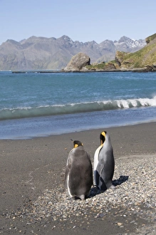 Images Dated 26th February 2009: King penguins, Moltke Harbour, Royal Bay, South Georgia, South Atlantic