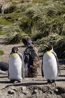 King penguins moulting, Moltke Harbour, Royal Bay, South Georgia, South Atlantic