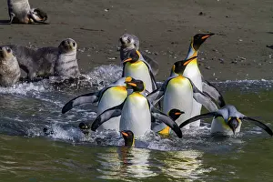 Hercules Prints: King penguins navigate through water as they travel in a breeding colony in Hercules Bay