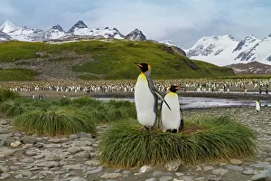 Salisbury Prints: King penguins nest and breed in colony at Salisbury Plains in South Georgia during the breeding season