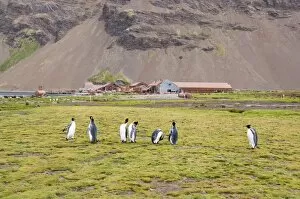 King Penguins in front of Old Whaling station at Stromness Bay, South Georgia