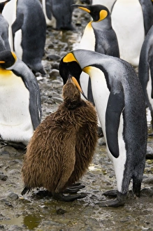 King penguins, Salisbury Plain, South Georgia, South Atlantic