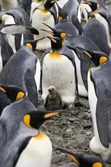 Images Dated 28th February 2009: King penguins, Salisbury Plain, South Georgia, South Atlantic