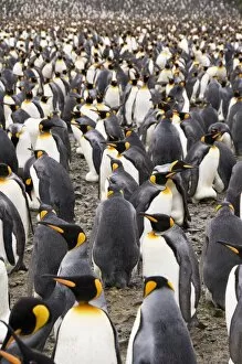 Images Dated 28th February 2009: King penguins, Salisbury Plain, South Georgia, South Atlantic