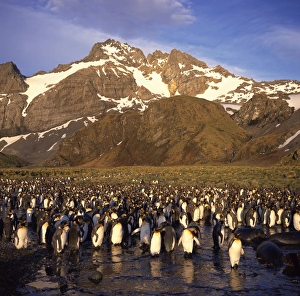 Colonies Prints: King penguins, South Georgia, South Atlantic, Polar Regions