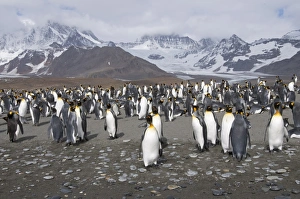 King penguins, St. Andrews Bay, South Georgia, South Atlantic