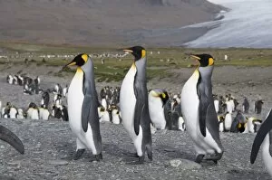 Images Dated 27th February 2009: King penguins, St. Andrews Bay, South Georgia, South Atlantic