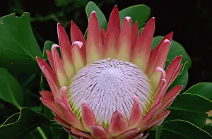 Flowers Prints: King protea (Protea cynaroides), Kirstenbosch Botanical Gardens, Cape Town