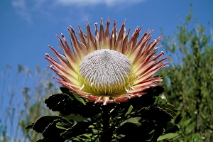 King protea (Protea cynaroides) flower