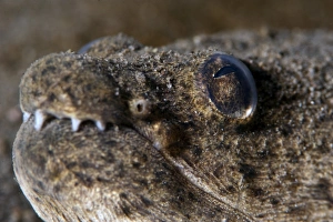 Sea Life Prints: King spotted snake eel (Ophichthys ophis)
