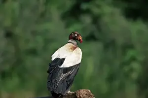 Vulture Prints: King vulture, an Amazonian bird, Parque Nacional Madidi, Bolivia, South America