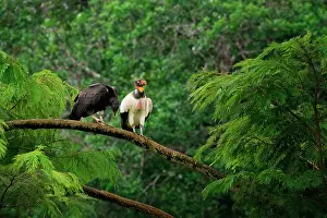 Rica Prints: King vulture (Sarcoramphus papa) feeding a chick in a tree, Costa Rica