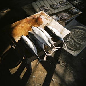 Stone Town Prints: Kingfish laid on cutting block, fish market, Stone Town, Zanzibar, Tanzania