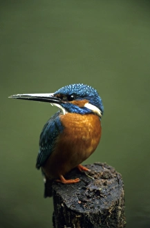One Bird Only Prints: Kingfisher