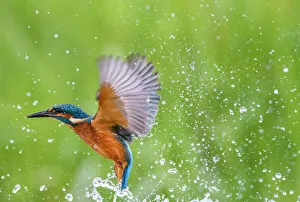 Animals: Kingfisher (Alcedo atthis), United Kingdom, Europe